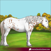 Horse Color:Bay Splash Tobiano Appaloosa