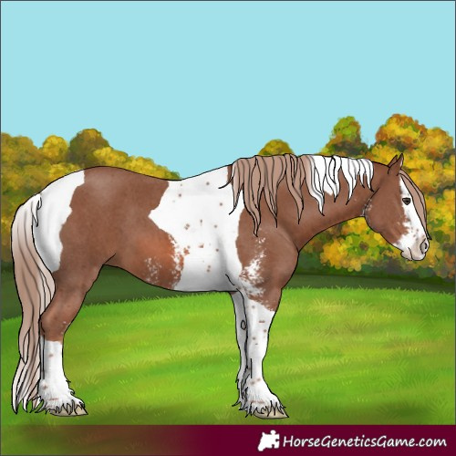 Horse Color:Chestnut Sabino Splash Tobiano 