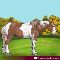 Horse Color:Chestnut Sabino Splash Tobiano 