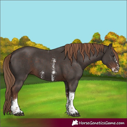 Horse Color:Liver Chestnut Sabino Tobiano 