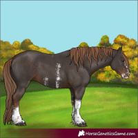 Horse Color:Liver Chestnut Sabino Tobiano 