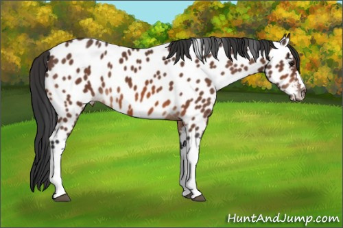 Horse Color:Brown Appaloosa 