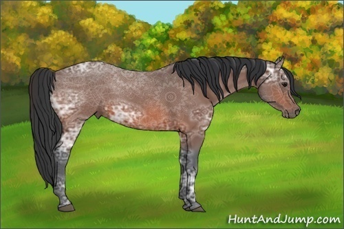 Horse Color:Bay Ice 