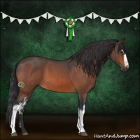 Horse Color:White Spotted Bay Roan