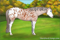 Horse Color:Bay Roan Splash Appaloosa 