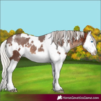 Horse Color:White Spotted Silver Bay Splash