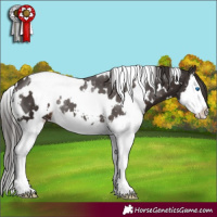 Horse Color:White Spotted Liver Chestnut Splash 