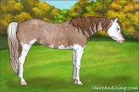 Horse Color:Chestnut Splash 