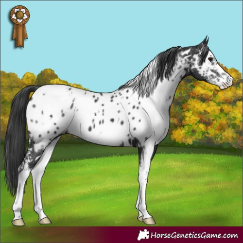 Horse Color:White Spotted Black Sabino Appaloosa 