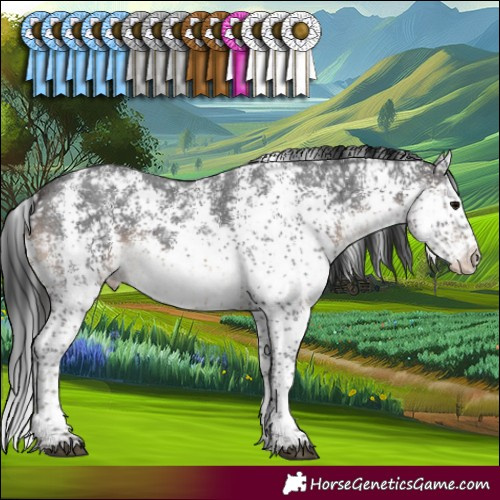 Horse Color:White Spotted Brown Appaloosa 