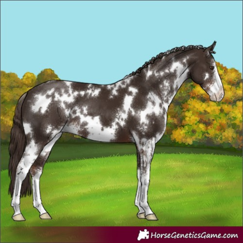 Horse Color:White Spotted Liver Chestnut Sabino