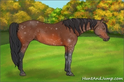 Horse Color:Bay Rabicano