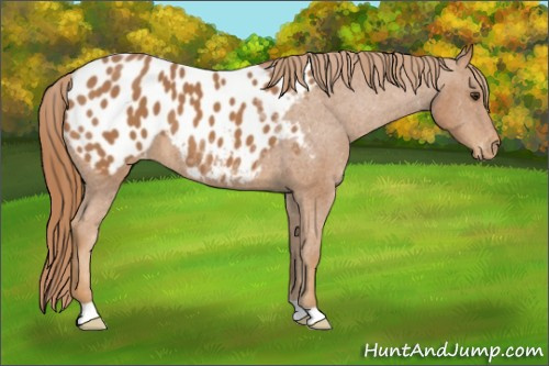 Horse Color:Chestnut Appaloosa 