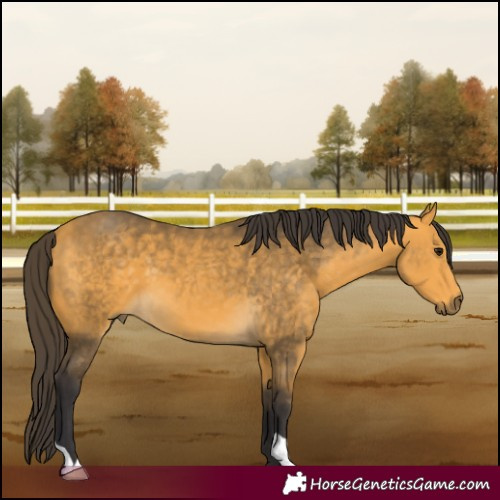 Horse Color:Buckskin