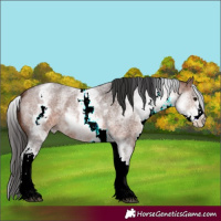 Horse Color:White Spotted Brown Roan 