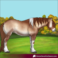 Horse Color:Red Onyx Tobiano 