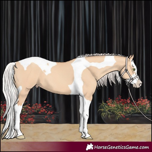 Horse Color:Silver Amber Champagne Dun Splash Tobiano 