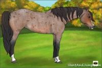 Horse Color:Bay Roan Sabino 