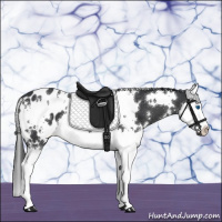 Horse Color:White Spotted Black Splash Appaloosa