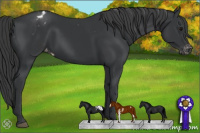 Horse Color:Black Sabino Appaloosa 