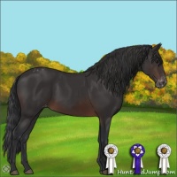 Horse Color:Brown Sabino Varnish 