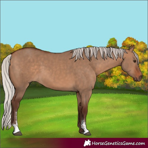 Horse Color:Silver Bay Dun Sabino