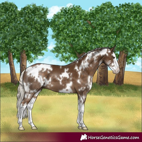 Horse Color:White Spotted Chocolate Palomino Sabino Splash 