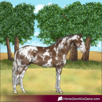 Horse Color:White Spotted Chocolate Palomino Sabino Splash 