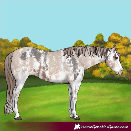 Horse Color:Brown Sabino Splash Appaloosa  and Sable Champagne Sabino Splash Appaloosa 