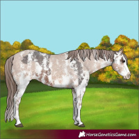 Horse Color:Brown Sabino Splash Appaloosa  and Sable Champagne Sabino Splash Appaloosa 