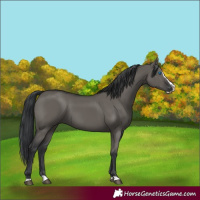 Horse Color:Grullo Splash 