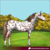 Horse Color:Chestnut Near Leopard 