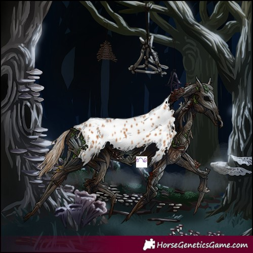 Horse Color:Chestnut Appaloosa 