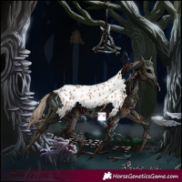 Horse Color:Chestnut Appaloosa 