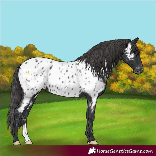 Horse Color:Black Near Leopard 