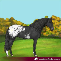 Horse Color:Black Appaloosa 