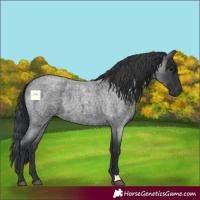 Horse Color:Blue Roan 