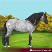 Horse Color:Blue Roan 