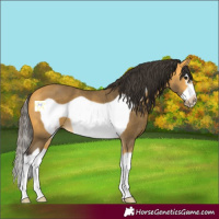 Horse Color:Buckskin Splash Frame 
