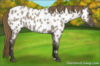 Horse Color:Smoky Grullo Roan Appaloosa 