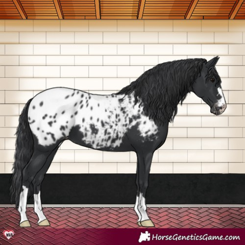 Horse Color:Black Blanket 