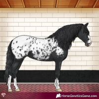 Horse Color:Black Appaloosa 