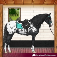 Horse Color:Black Appaloosa 