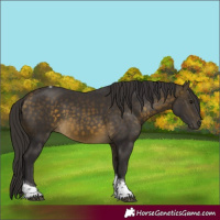 Horse Color:Buckskin Tobiano