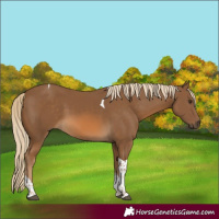 Horse Color:Chocolate Palomino Tobiano