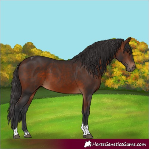 Horse Color:Bay Tobiano 