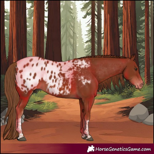 Horse Color:Chestnut Tobiano Appaloosa 
