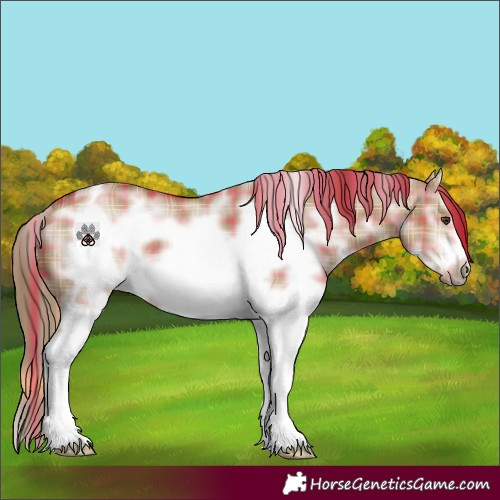 Horse Color:Plaid  Red Dun Sabino Splash Frame Rabicano 
