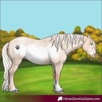 Horse Color:Silver Classic Champagne Roan Dun Frame
