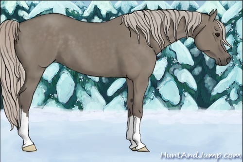 Horse Color:Silver Grullo 